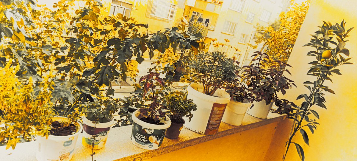 Hinekî manipülasyon.