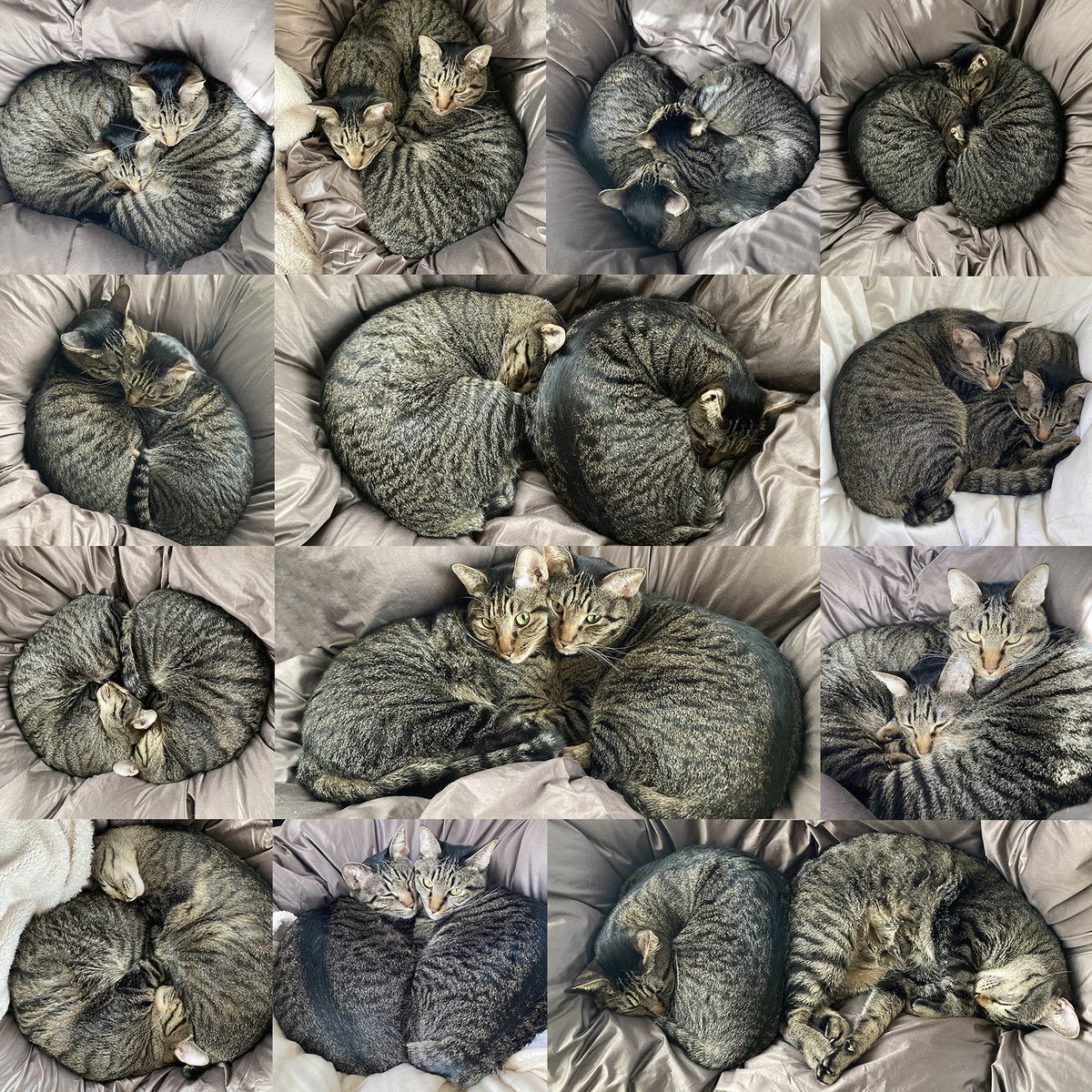 MGlaces's tweet photo. ひっつき虫いっぱい。

#猫　#猫兄弟　#仲良し　#ハートニャンズ https://t.co/cXnOcyA55o