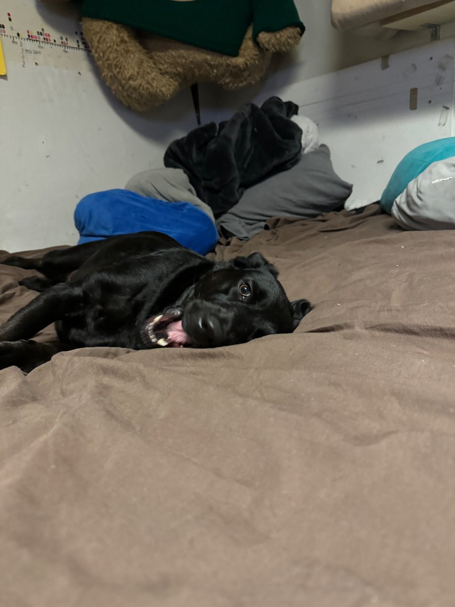 elaurineSGVData's tweet photo. I have the best most wonderful dog ever. #Sillyheart #Wonderbub She loves her morning chewy treat! https://t.co/uJGIG32W4z