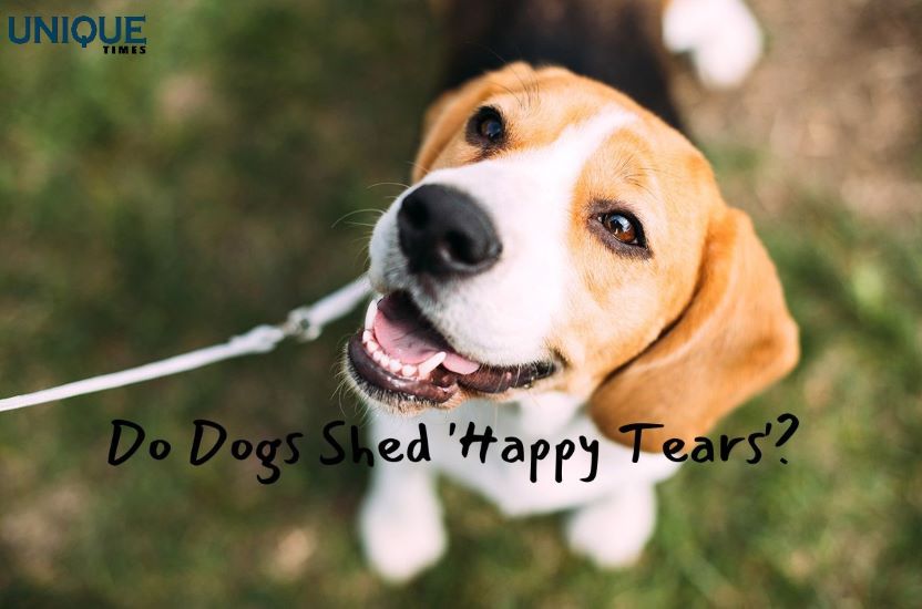 The Emotional Canine: Unveiling The Mystery Of ‘Happy Tears’ In Dogs

Know more: uniquetimes.org/the-emotional-…

#uniquetimes #LatestNews #happytears #dogs #caninecompanions