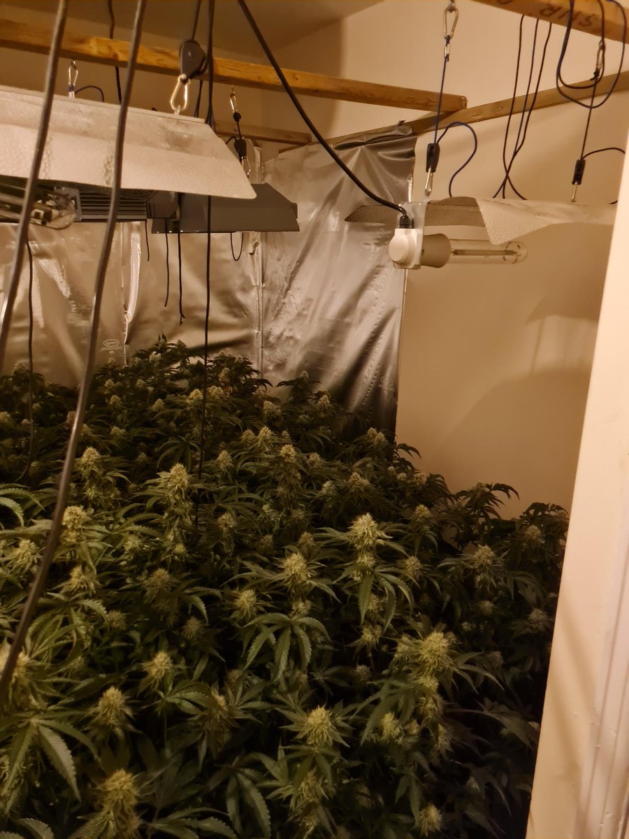 Good evening from your Speke Local Policing Team. Today we executed a Section23 MDA Warrant in the Garston, L19 area. Inside we located a cannabis cultivation and as a result two arrests were made. 

If you have any information relating to drug use in your area please contact us.
