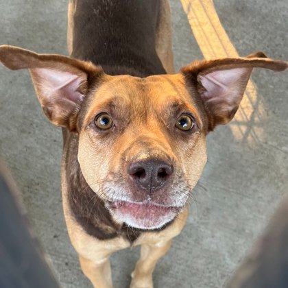 bgshelterpets's tweet photo. It’s Black Friday! We’ve got a shelter full of amazing pets that are waiting for their people give them a chance. Adopt your new best friend today through Sunday, November 26, and get 50% off their adoption fee!
To see all of our adoptable pets, visit https://t.co/WNL9KsKrf6! https://t.co/W8xS4s0dxf