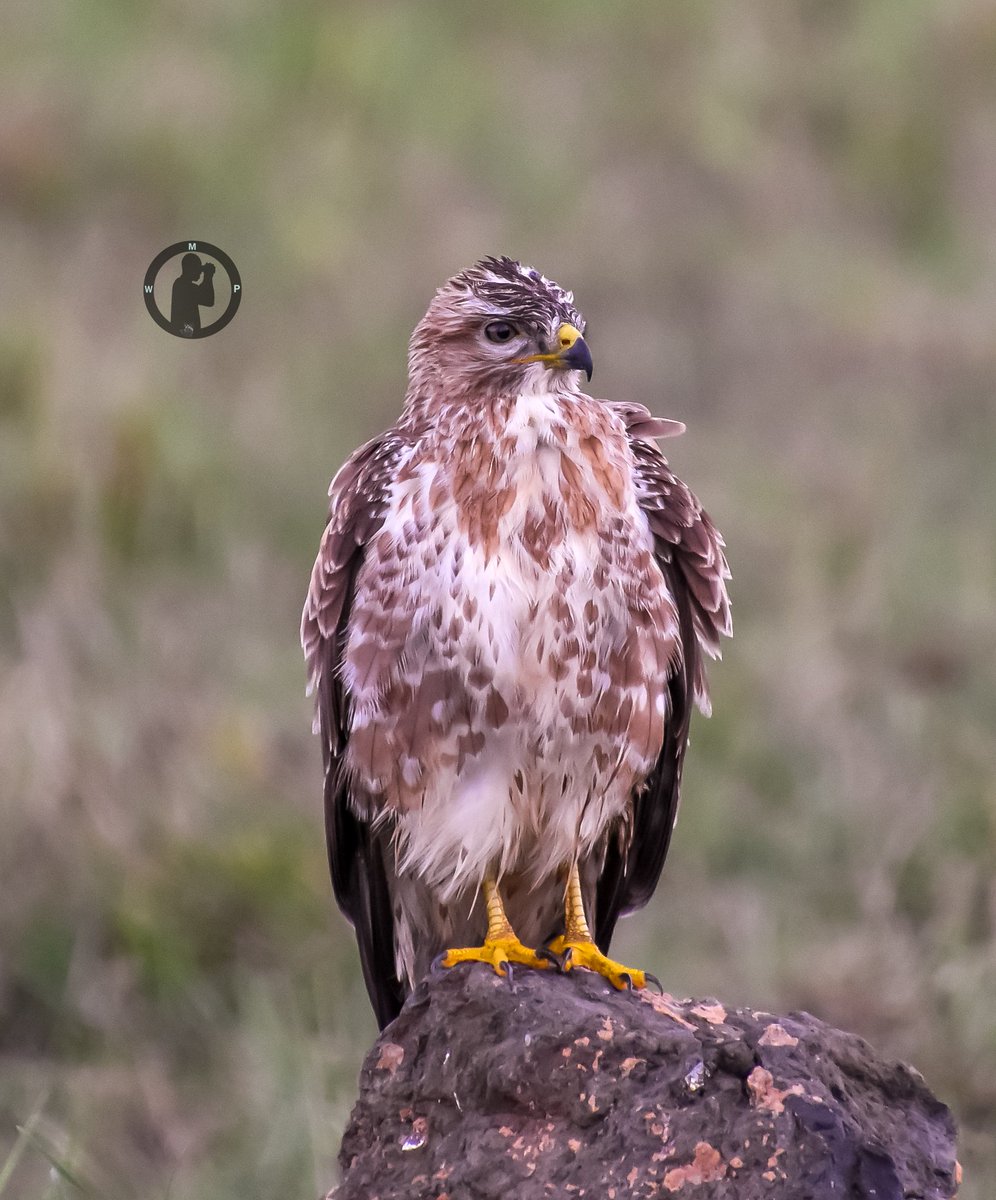 MartoWanjohi2's tweet photo. Common/Steppe Buzzard - Buteo buteo
Lake Nakuru National Park,Kenya.
#martowanjohiphotography #naturetwittercommunity #birdsoftwitter #birdwatching #kenya #birdsplanet #birdsofkenya #birdwatching254 #nikon #steppebuzzard #bdasafaris https://t.co/tc8txqx2aq