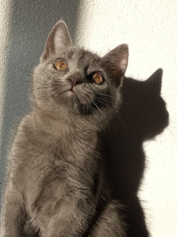 joderdiana's tweet photo. buen momento para presumir a mi gato https://t.co/RewHNQ5fMD