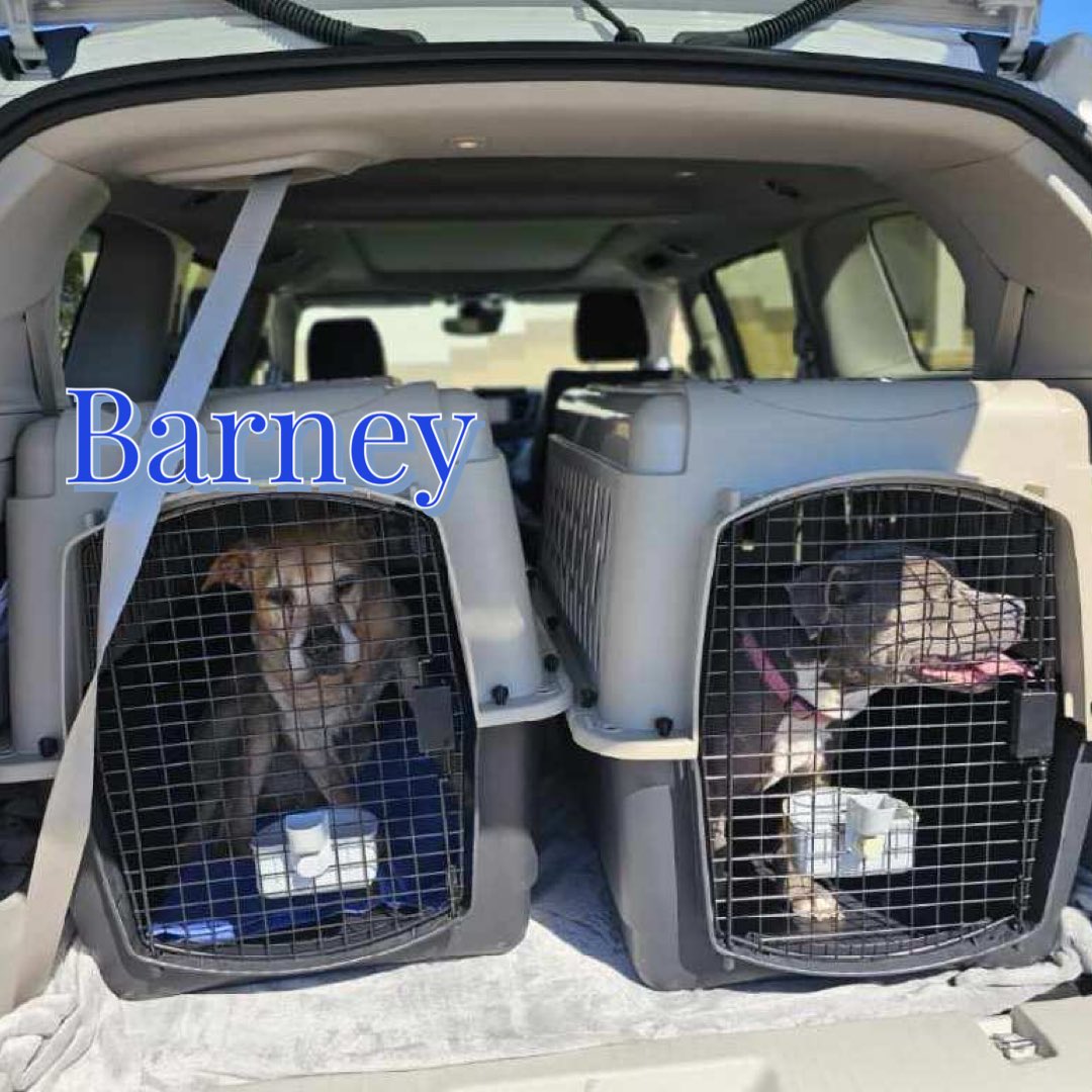 RoCoGB's tweet photo. FREEDOM post & PLEDGE collection
♥️BARNEY♥️ #A360834
Saved by Rescue Coop SC
@LolaPatolla😇👏👏
Lucky BARNEY saved at the 11th hour (gets 2 share his ride to SC with TIERRA)😍
HUGE thx to you all 4 your amazing support♥️
Plz honour pledges via rescue link
https://t.co/YSUIhKRm9u https://t.co/Lt1rUqu4RD