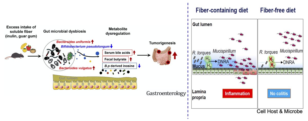 ⚡️Too Much of a Good Thing: Imposing an Upper Limit to a High Fiber Diet @AGA_Gastro 🔥🔥🔥🔥🔥
▶️gastrojournal.org/article/S0016-…
⏬⏬
✅High #SolubleFiber promotes #ColorectalTumorigenesis through modulating #GutMicrobiota and metabolites in mice @AGA_Gastro 
▶️gastrojournal.org/article/S0016-……