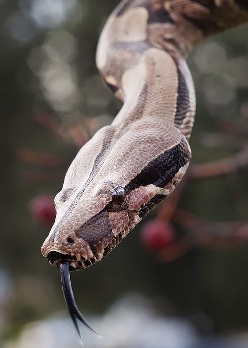 NatureExplorer_'s tweet image. How do you know which animals are poisonous?
Do you have any knowledge on how to tell which animals are poisonous You can enhance your knowledge by application👇🏻👇🏻👇🏻play.google.com/store/apps/det…
#forestsurvival #survivalist #survivalgear #survivalskills #forest #woodartist #woodenart