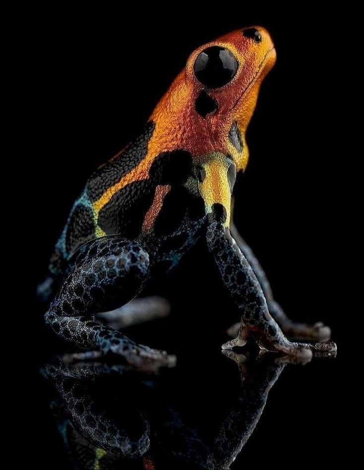 NatureExplorer_'s tweet image. How do you know which animals are poisonous?
Do you have any knowledge on how to tell which animals are poisonous You can enhance your knowledge by application👇🏻👇🏻👇🏻play.google.com/store/apps/det…
#forestsurvival #survivalist #survivalgear #survivalskills #forest #woodartist #woodenart