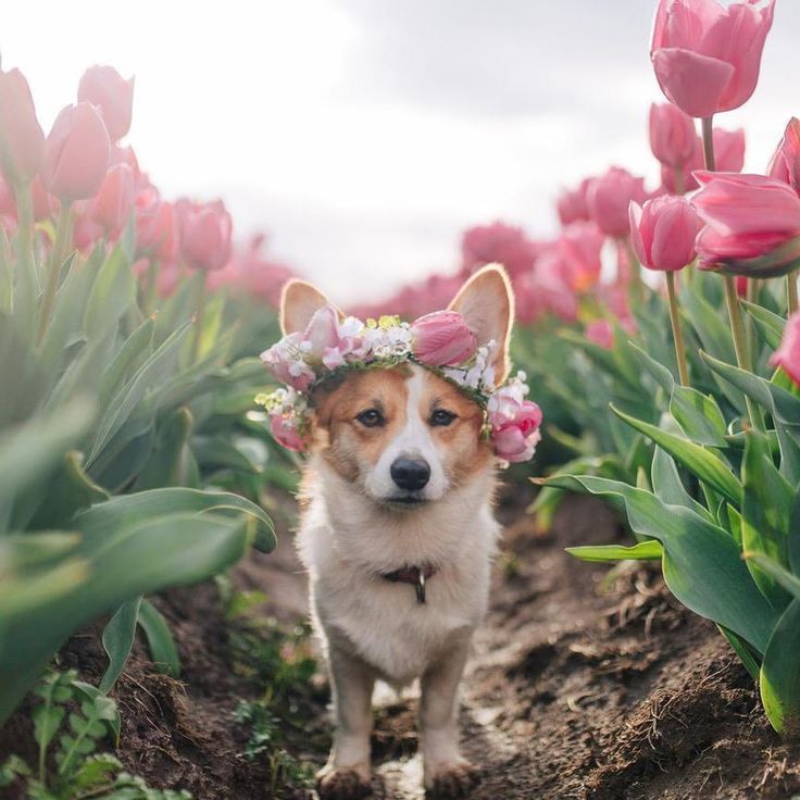 the cutest corgi ever