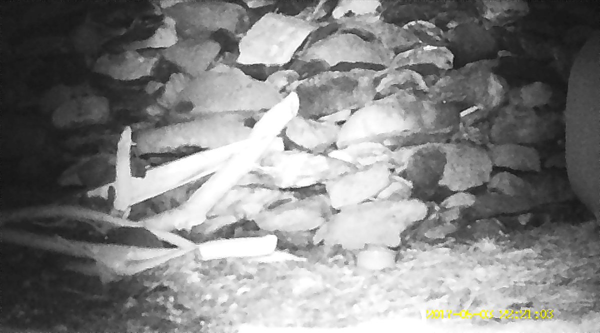 Got my first #WildlifeCamera and using it to record movements of my hedgehog, overwintering in my shed 🦔 (Ignore time stamp...)

#FindTheHedgehog #InLoveWithIveragh #MustLoveHedgehogs #HeIsSoCute