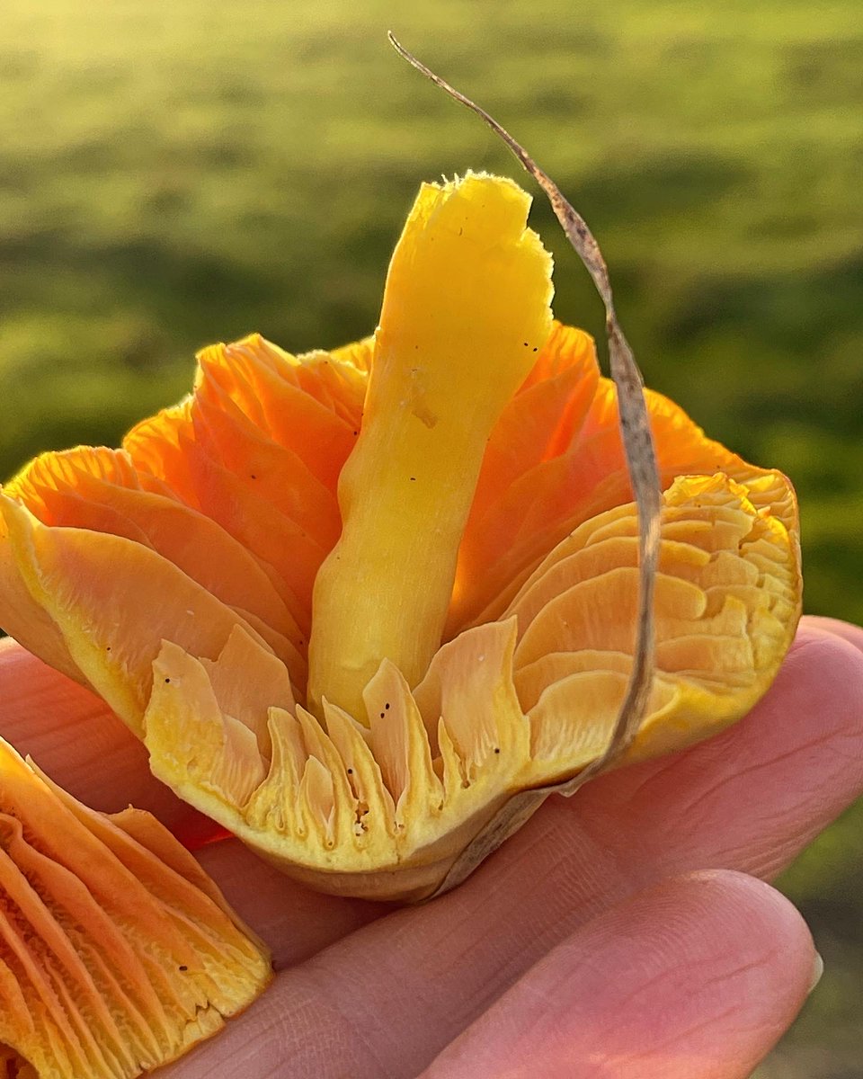 Waxcaps - great indicators of a healthy grassland. Pleased to find these in our wetland today. #fungi #rewilding #carbondrawdown