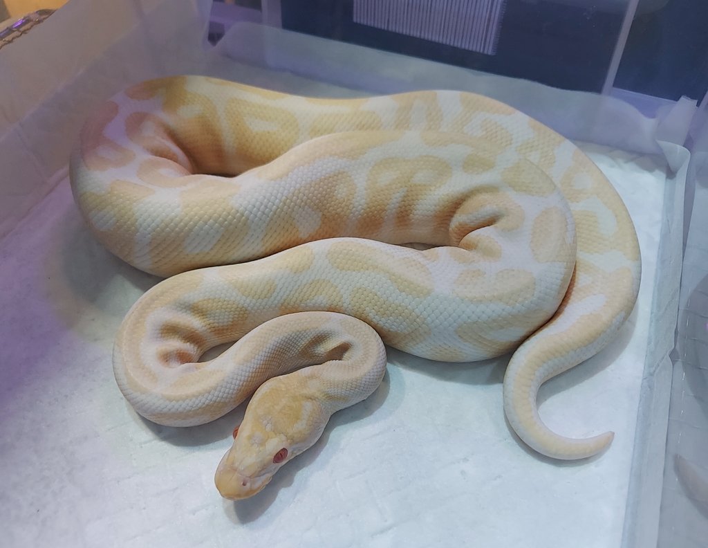 othimusyamusya's tweet image. 🆕ボールパイソン アルビノいらっしゃいました🐍

体重650㌘前後の♂️となります😊

食いムラがあるとの事で、とりあえず冷凍アダルトマウスMを1回🐭次の日にまた1回と食べてくれました🐭

販売価格￥29,800税別→￥￥32,780税込

#BreedersReptilesShopGoisu 
#ボールパイソン