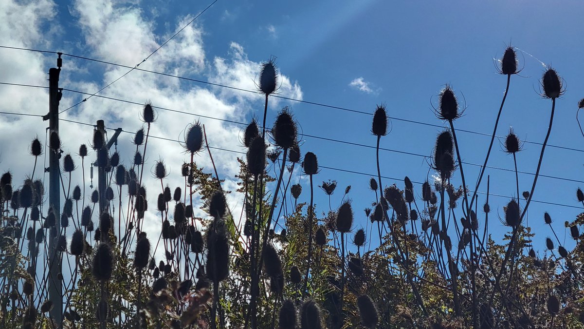 Nature in #eastgwillimbury