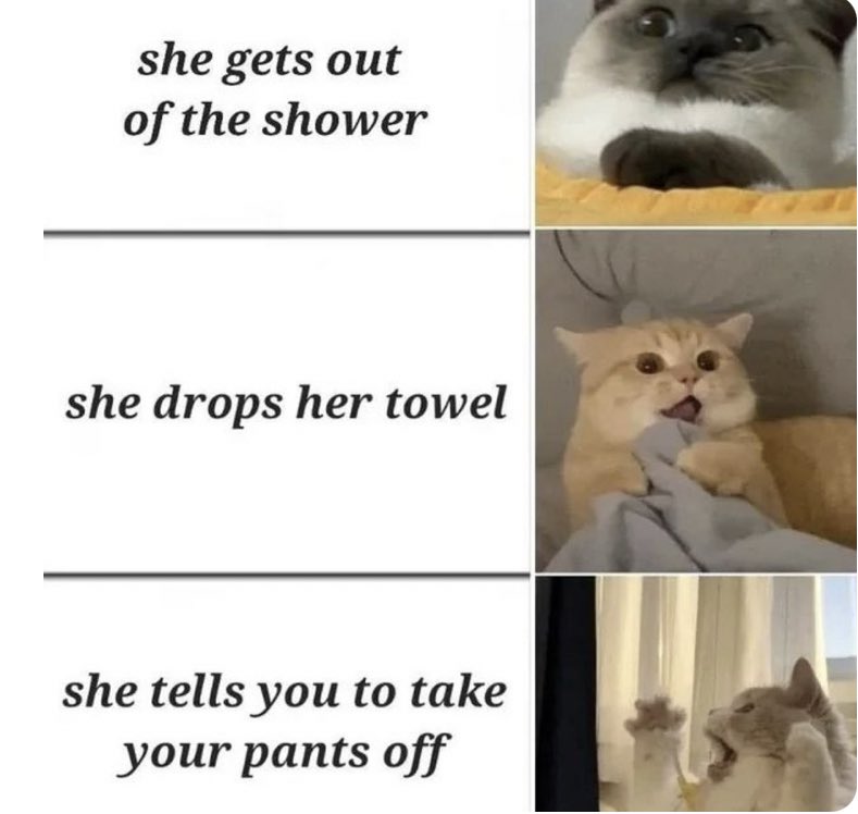 not cute & kinky memes tweet media