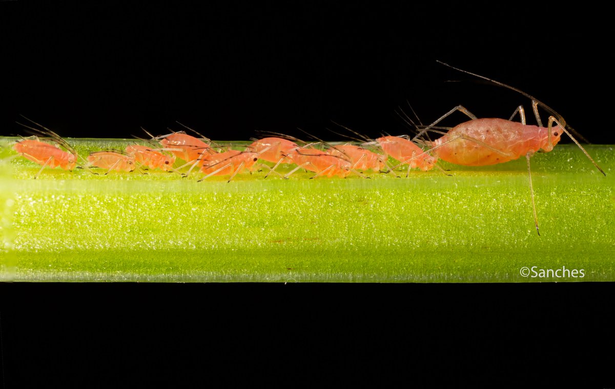 Patricia Sanches tweet media