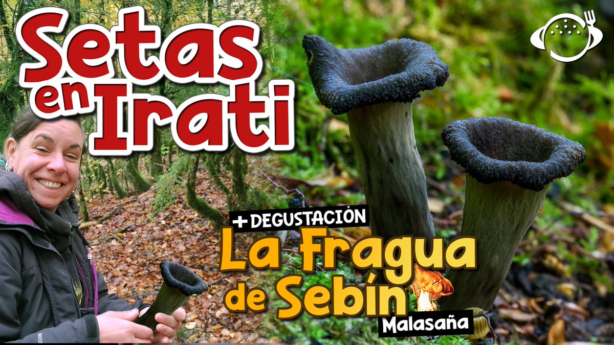 Nos vamos a por #setas 🍄 al precioso valle de #Irati en #Navarra 🌳🌲
Después, las degustamos en <a href="/fraguasebin/">La Fragua de Sebín</a> ¡experiencia épica!
youtu.be/b6CTvMSP38k?si…
Esperamos que os guste el vídeo en el que veréis trompetas de los muertos, lengua de vaca, etc. 😜🍄