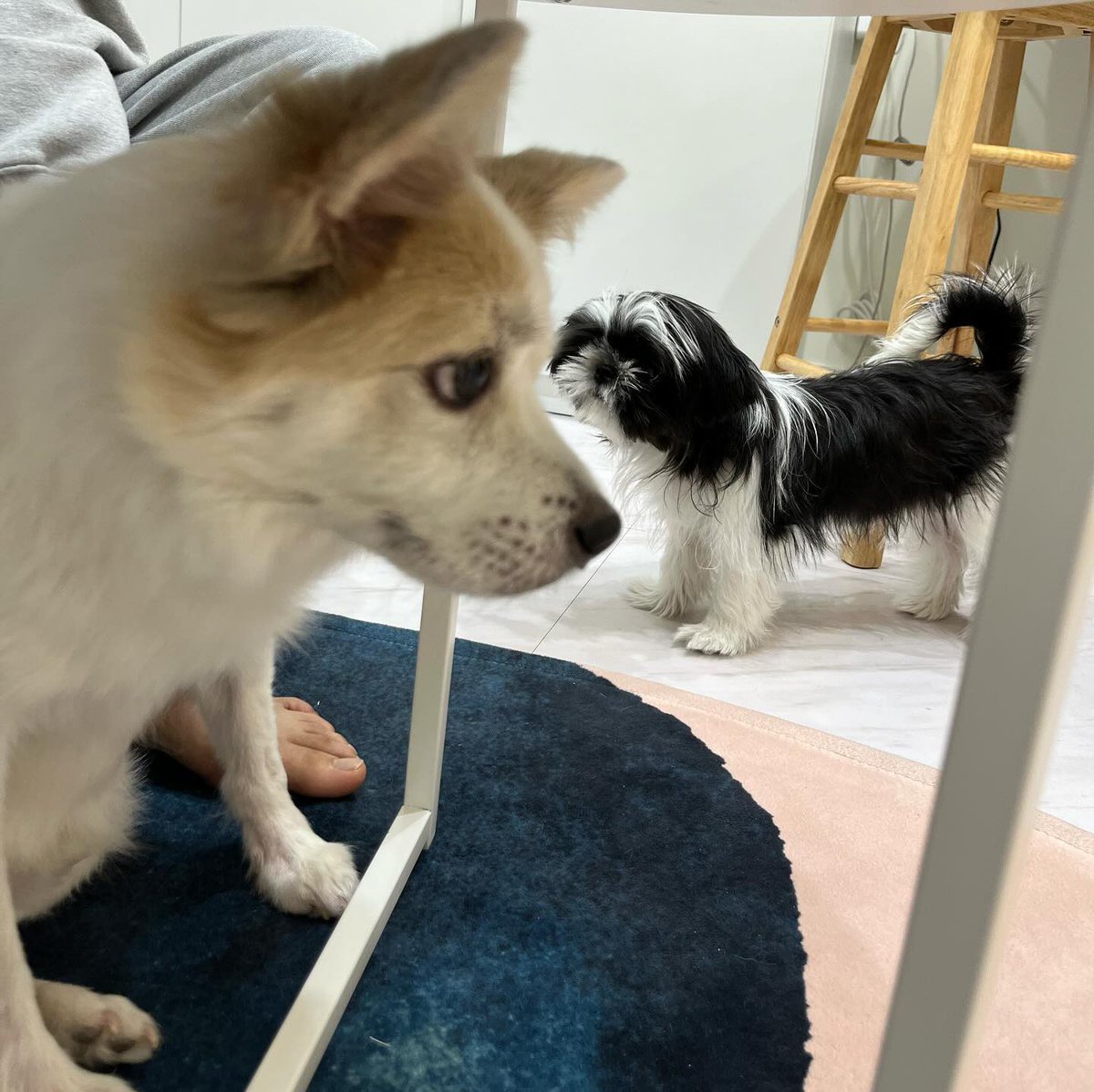 ikkiaikk's tweet photo. 콩이 ��� 쎈거봐 https://t.co/y8PHWME5ca