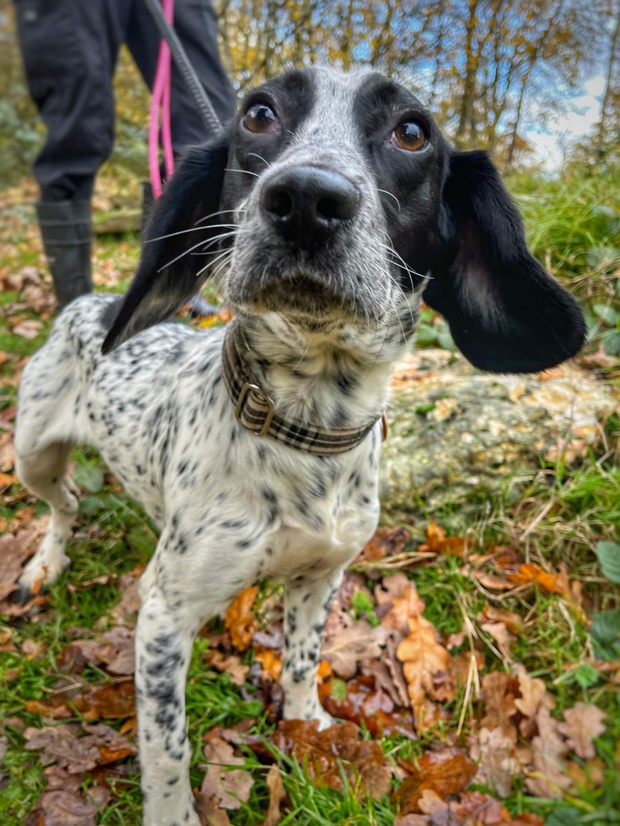 AdoptionsUk's tweet photo. Please retweet to help Squiddley and Diddley find a home together or apart #CHESHIRE #UK 

Spaniels aged 1-2, found as strays. They get on with other dogs and need an adult home. They are very nervous and will  meed a home that can build confidence ad go on with training. Please contact the shelter for more information. 
DETAILS or APPLY👇
https://t.co/MF3n75ETpx
This shelter is open for public viewings on the weekend.
#dogs #Spaniels @SpanielAidUK @rosieDoc2 #Manchester