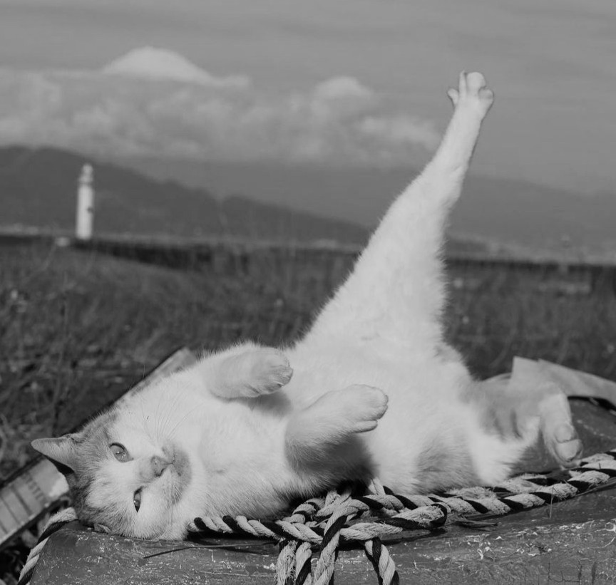 香 (@photo__cat) on Twitter photo 