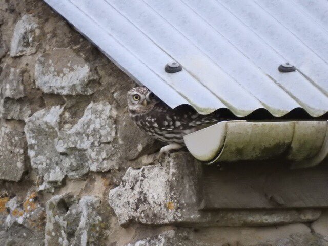 Enjoying its Wintering Holiday Home