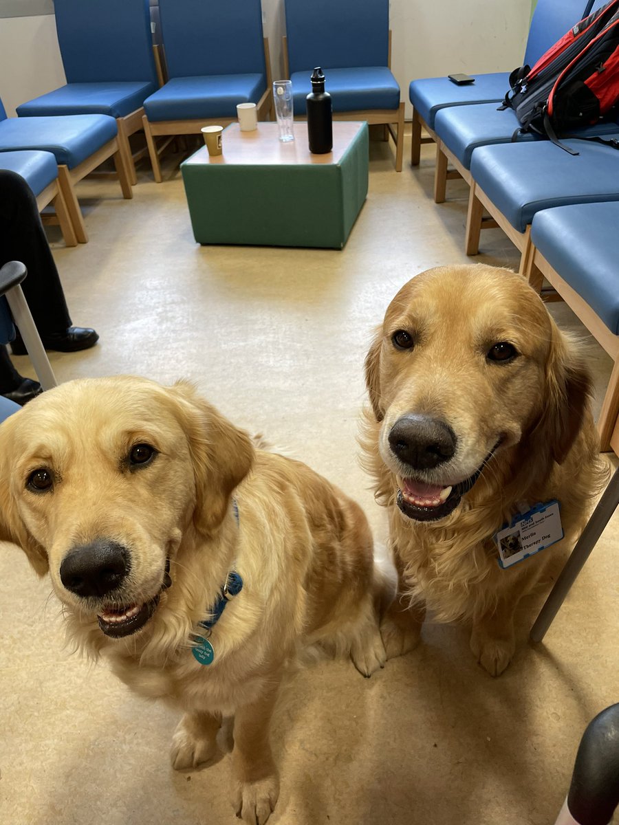 Therapy doggies!