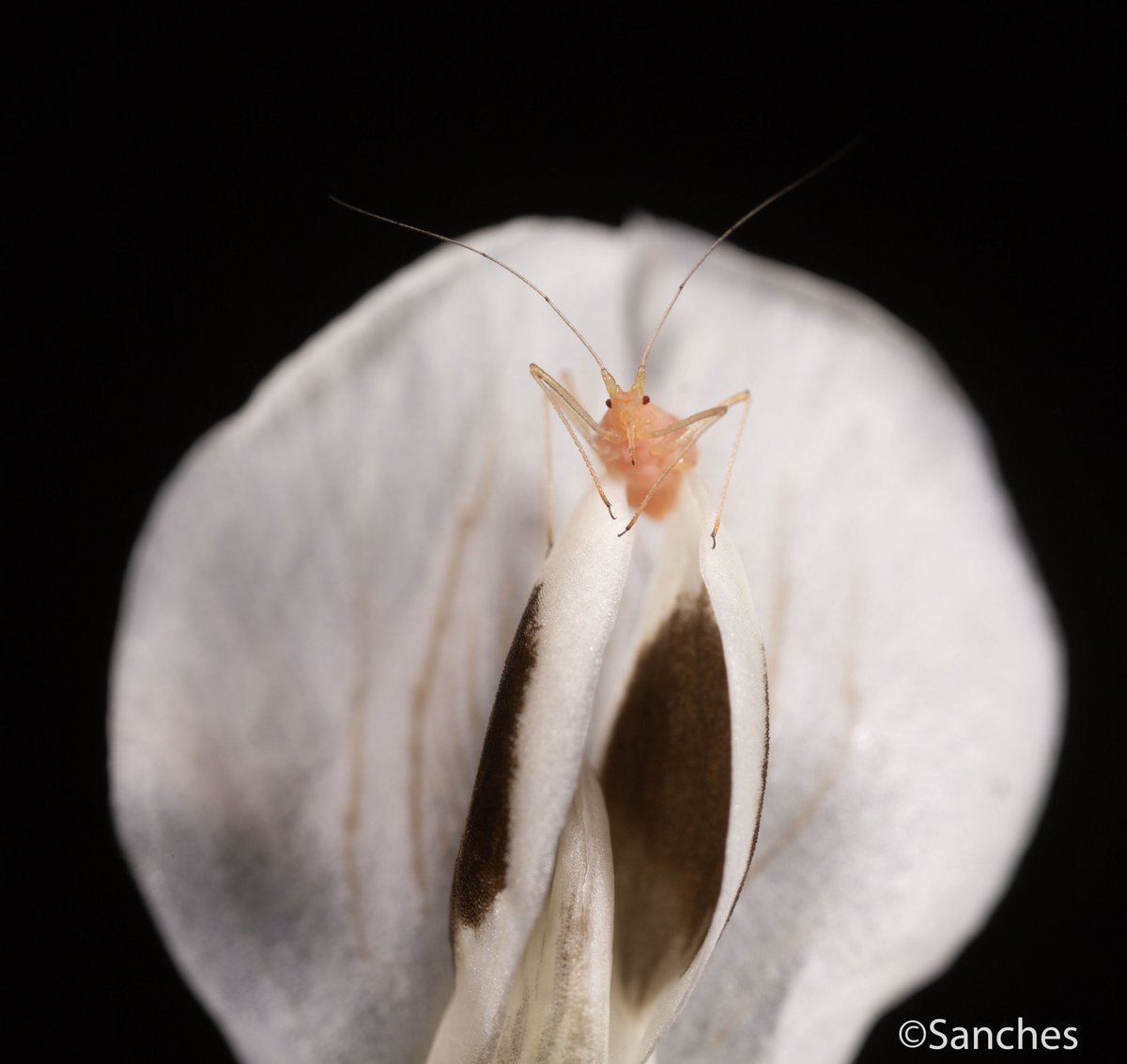 Patricia Sanches tweet media