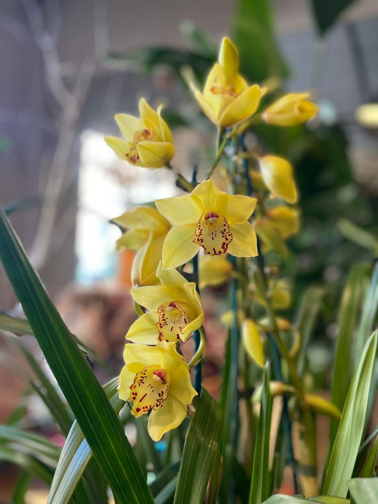 UnoVivere's tweet photo. Tutte le Orchidee sono belle, ma i Cymbidium grazie anche alla generosa fioritura hanno un fascino particolare. Vieni a trovarci per scegliere il tuo!
https://t.co/8eXLhCAqfU
#capoverdemilano #cymbidium https://t.co/7dLrZNrrC3