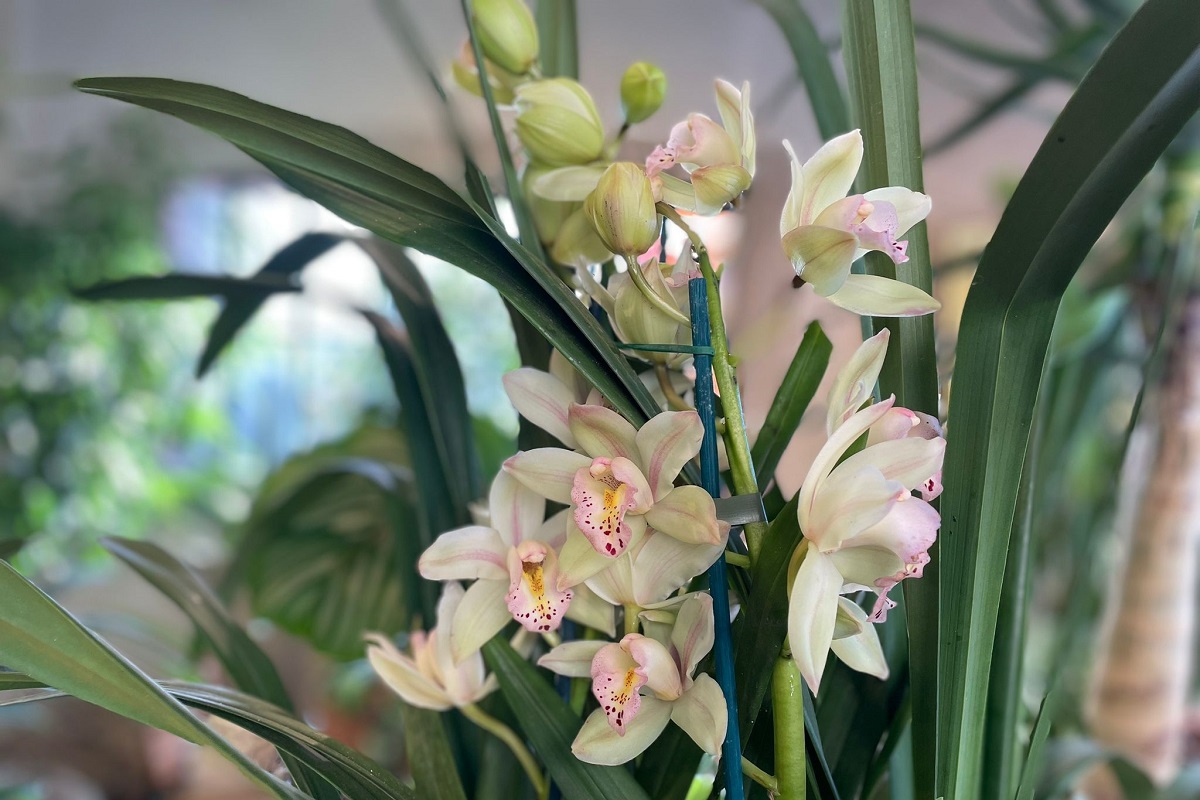 UnoVivere's tweet photo. Tutte le Orchidee sono belle, ma i Cymbidium grazie anche alla generosa fioritura hanno un fascino particolare. Vieni a trovarci per scegliere il tuo!
https://t.co/8eXLhCAqfU
#capoverdemilano #cymbidium https://t.co/7dLrZNrrC3