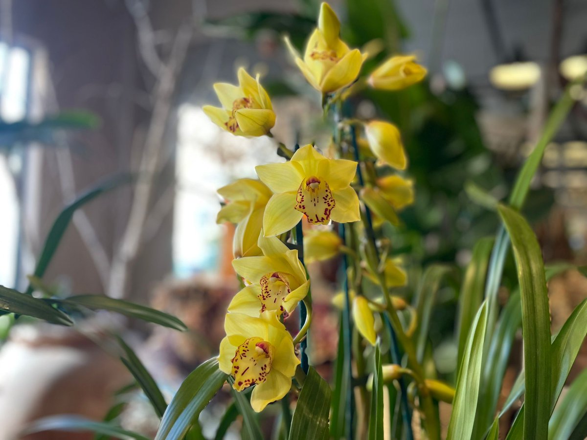 Tutte le Orchidee sono belle, ma i Cymbidium grazie anche alla generosa fioritura hanno un fascino particolare. Vieni a trovarci per scegliere il tuo!
capoverde.com/fiori-piante/c…
#capoverdemilano #cymbidium