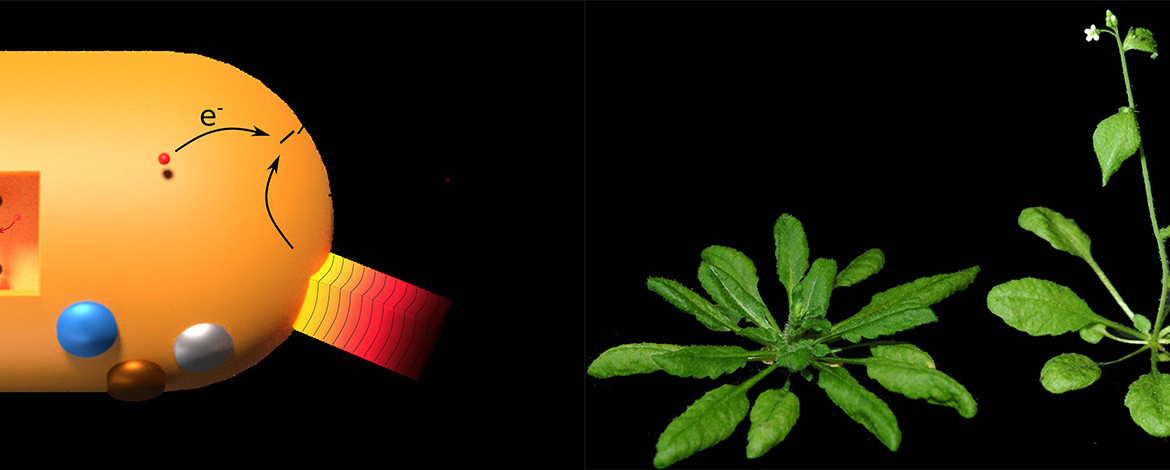 unipotsdam's tweet image. Die @unipotsdam bekommt zwei neue Sonderforschungsbereiche: SFB 1644 zu „Phänotypischer Plastizität bei Pflanzen“ und SFB 1636 zu „Lichtgetriebenen chemischen Reaktionen an  nanoskaligen Metallen“:
uni-potsdam.de/de/nachrichten…
@dfg_public