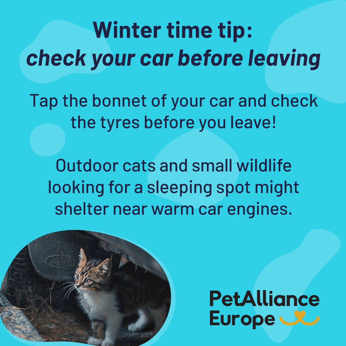 PetPowerEU's tweet photo. Important #WinterTip 👇
Check your 🚗 before leaving in the morning, small wildlife and outdoor cats sometimes seek shelter under cars or near the engines. https://t.co/HrScVgpYcz