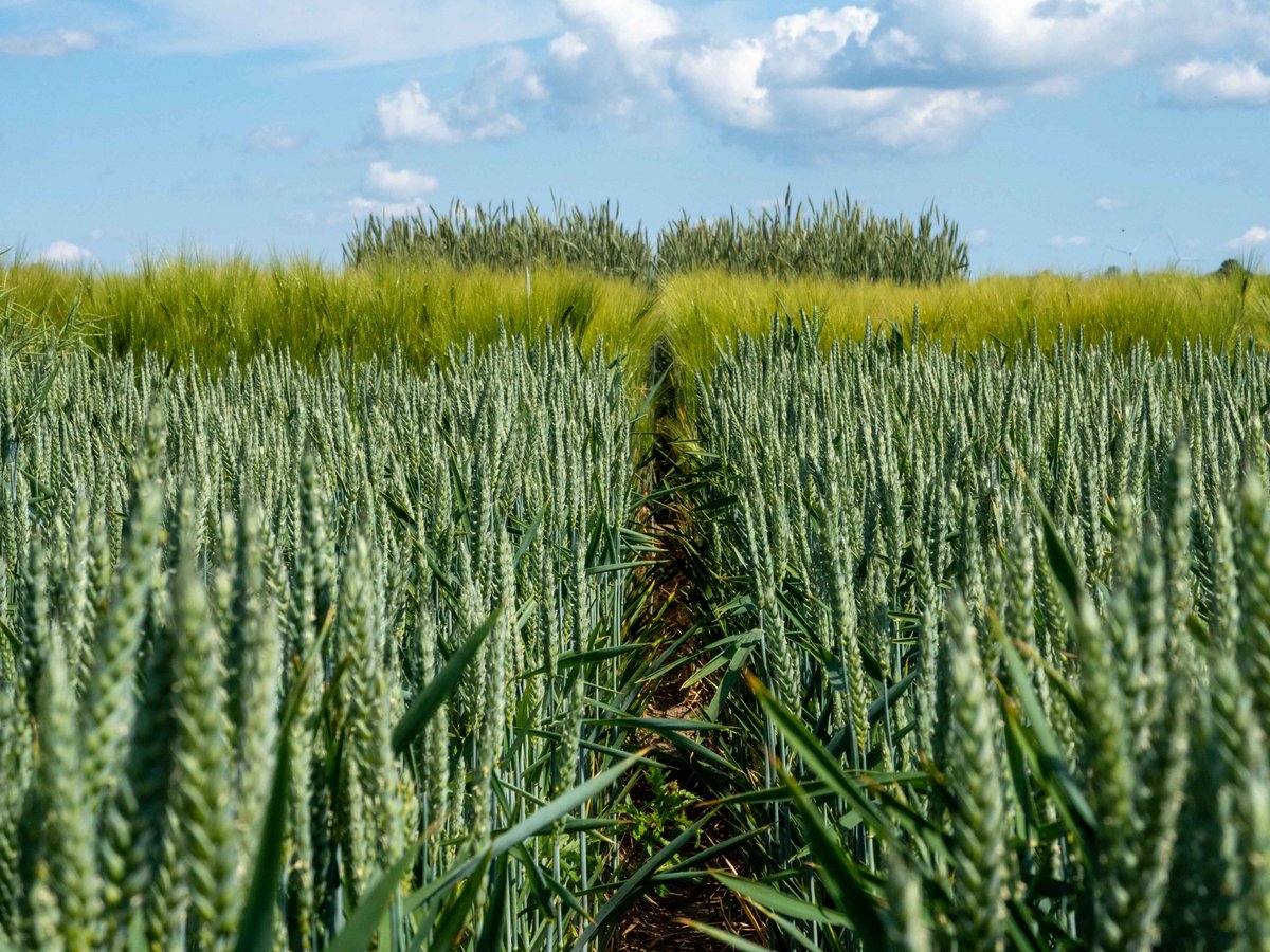 Kolb2018's tweet photo. MicGeo NEWs. 
An interdisciplinary field experiment on rhizosphere microbiomes of wheat, rye &amp; barley under reduced N input
#nitrifiers #DNRAbacteria #diazotrophs #denitrifiers
Remote sensing, metagenomics &amp; more

Congratulations to Simon Lewin!
https://t.co/4KjvDVMp3E https://t.co/KlLq9IbLYN