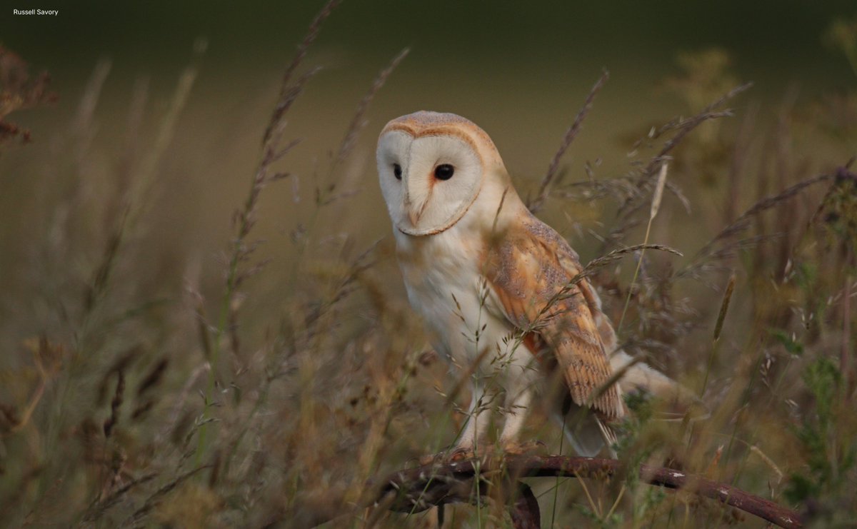 Have you been listening along to our podcast “Nature in Mind”? If you haven’t you have 4 episodes to catch up on! ⏰ This week we’re focusing on the impact of eco-anxiety on the next generation. Listen now 👉 wildlifetrusts.org/podcasts