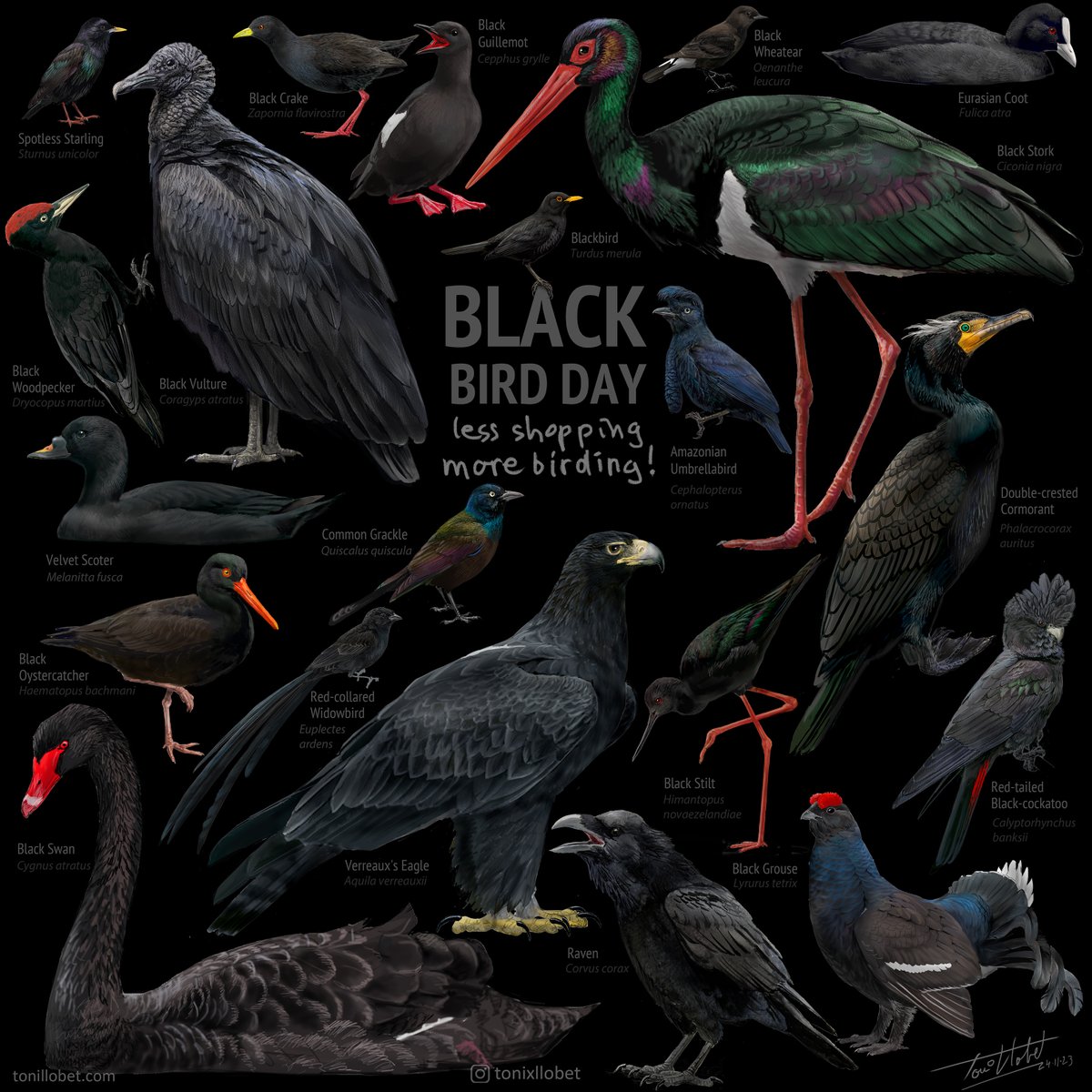 tonixllobet's tweet photo. #BlackBirdDay! Less shopping - more birding! Today -and every day- is a good occasion to celebrate de blackness and light of birds around us! https://t.co/QOyzmZZfdv