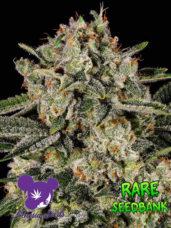 CannabisSeed_Co's tweet photo. Banana MAC Feminized Seeds by Anesia Seeds! 

Now at Rare SeedBank!!

🌈 Unleash a tropical and fruity essence with its well-balanced hybrid of MAC and Banana Kush. Recommended for organic soil cultivation, it reaches heights of 120–180cm and delivers impressive yields.

🍯 Resinous and versatile for extractions, it boasts a rich terpene profile with flavors of banana, pineapple, and berries. THC up to 26%, ideal for both connoisseurs and therapeutic users.

🌱 Breeder: Anesia Seeds
🔄 Seed Type: Feminised
🧬 Genetics: MAC x Banana Kush
⌛ Flowering: 8-9 Weeks
📏 Height: 120-180cm
👃 Smell: Banana, pineapple, berries.

Explore the selection at 🔗 https://t.co/pvGExnykyl!

 #BananaMAC #CannabisSeeds #RareSeedBank 🌿🌐