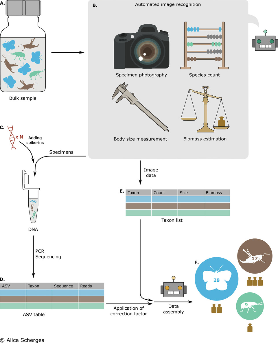 👉 Check the new paper with @leibniz_LIB researchers from the centre or biodiversity monitoring  reviews the potential of DNA-based methods to achieve species #abundance estimation from arthropod community samples 🪰🦗🪳🕷️🐞: doi.org/10.3897/mbmg.7…
#metabarcoding #arthopods