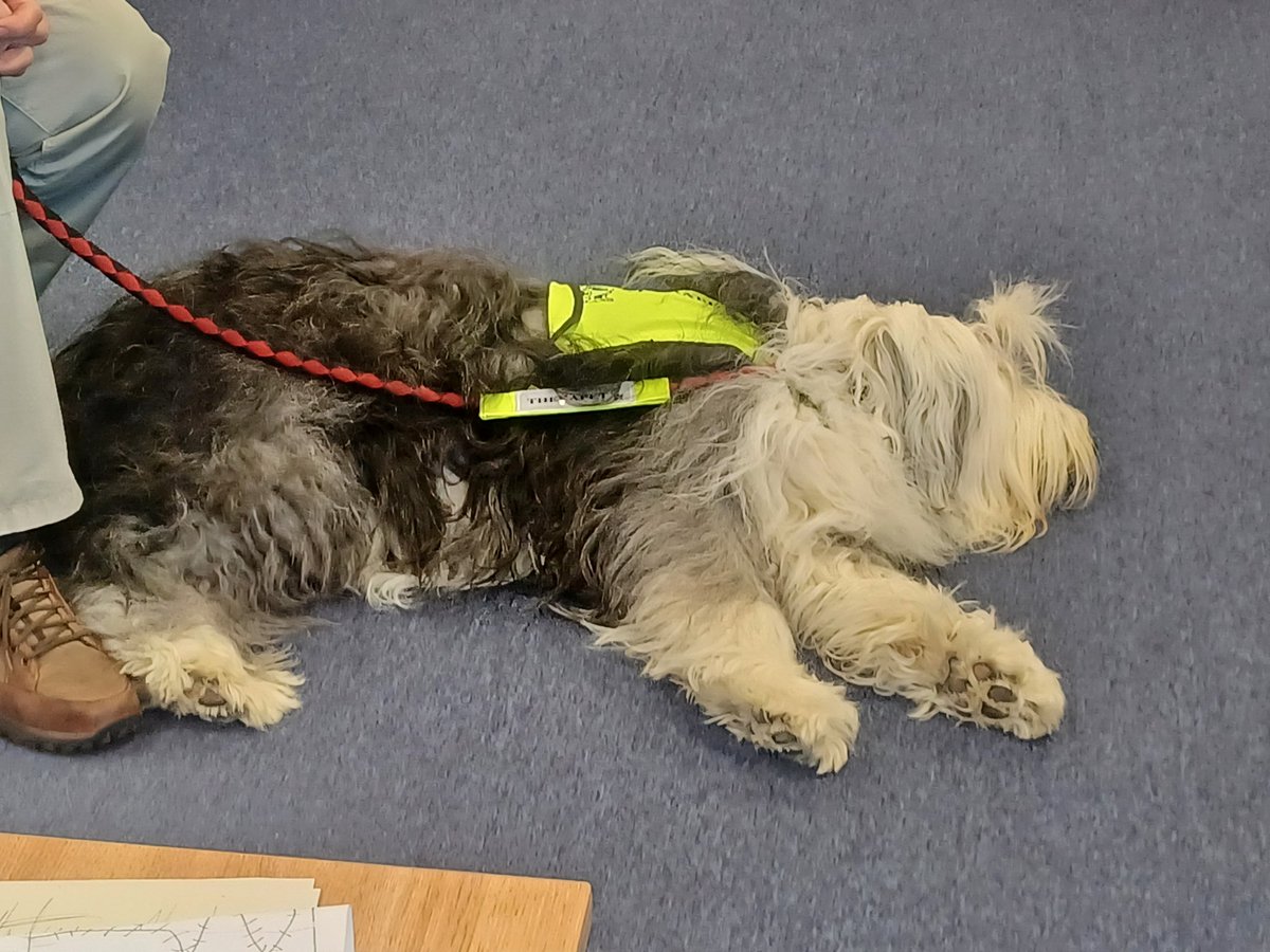 Dumbarton Academy pupils and staff welcome Tallie the therapet and she is fabulous! Huge thanks to Mrs Murray for organising such a wonderful event.  We're all buzzing! #StrivingforExcellence #WeCARE