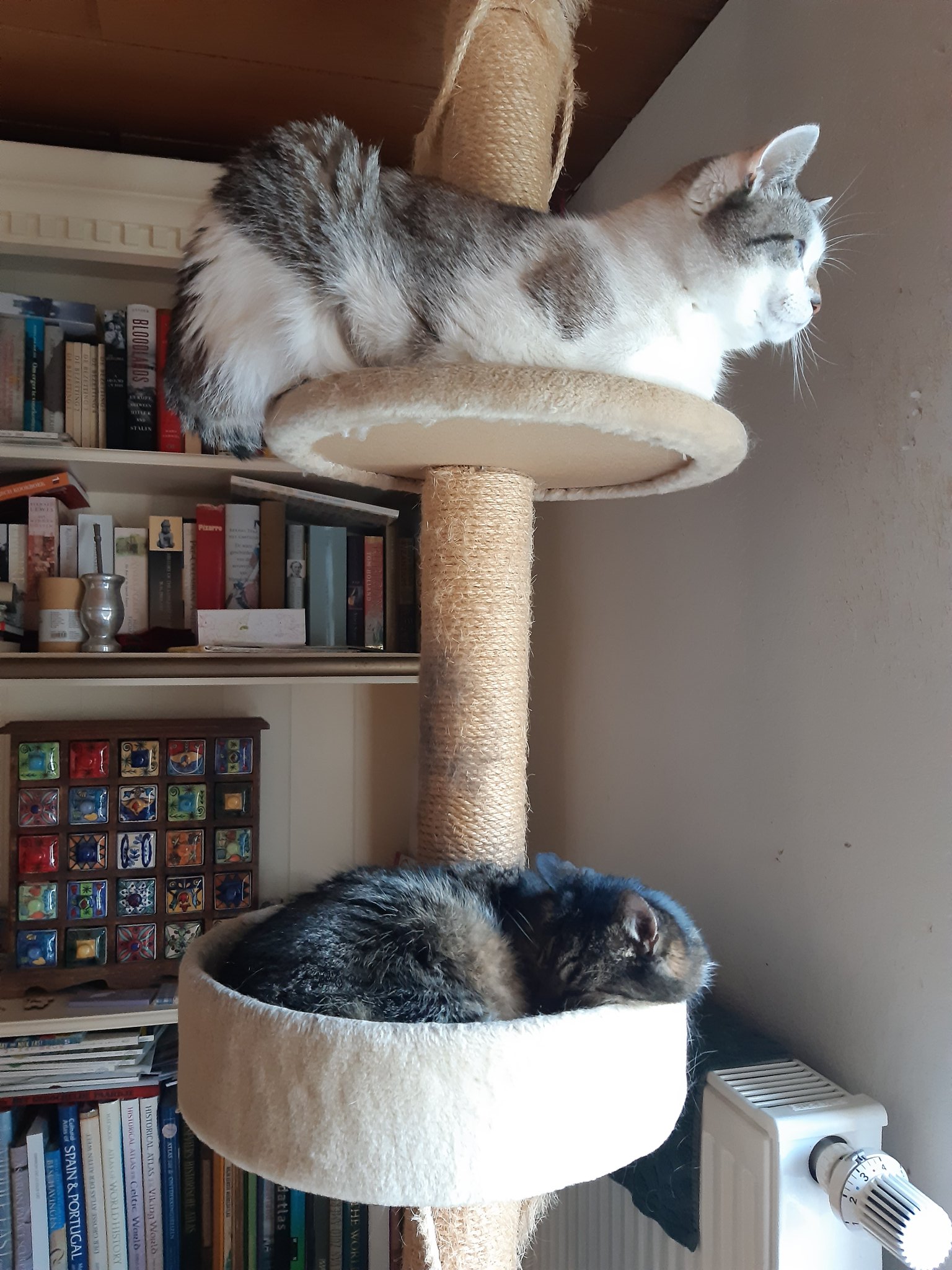 Atlas hot sale cat tree