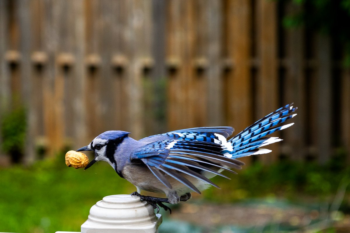 Good morning everyone, it's #flyday !  So here's a couple #bluejay pictures.  They love their peanut snacks! #actionshots #photography #birds #birding #fridayvibes #fridaymood #fridaymotivation