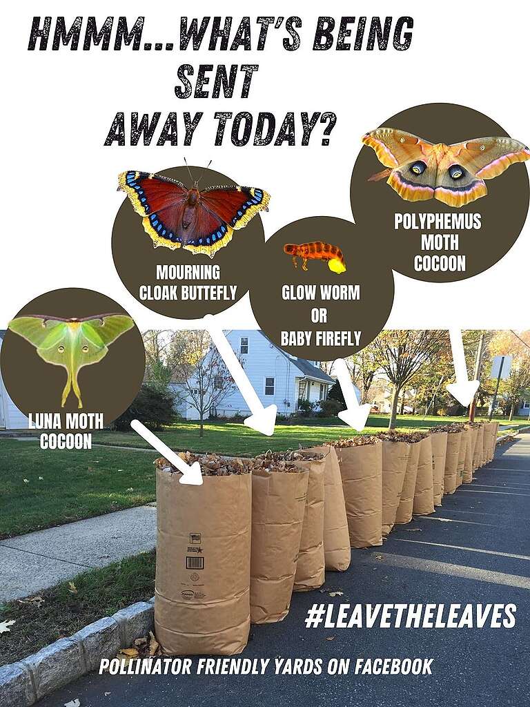 Hate to break it to you, but those bags of fallen leaves contain far more biodiversity than *just* leaf litter. The luna moth, mourning cloak butterfly, fireflies & polyphemus moths all hibernate within the leaves. Do them a solid and #LeaveTheLeaves: ow.ly/rYmM50QapcB