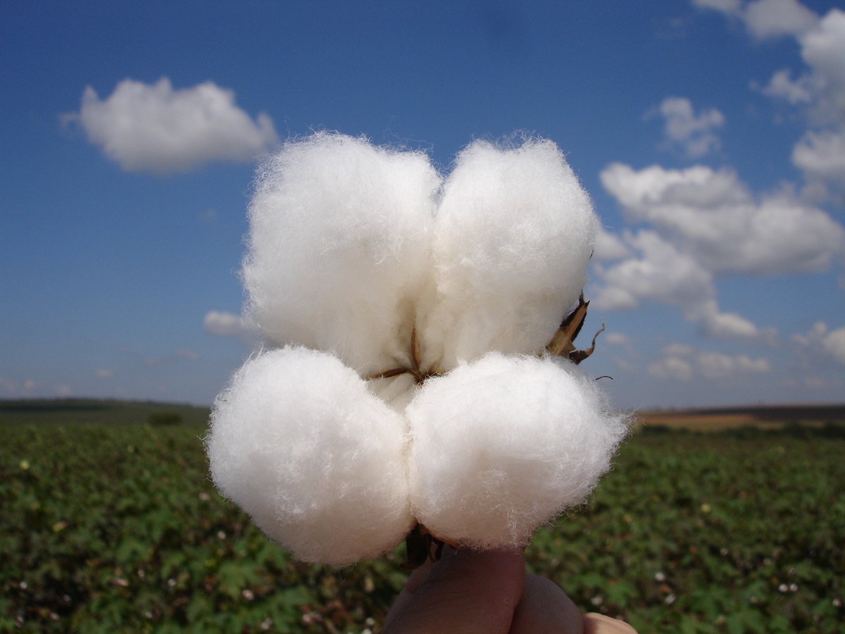 AGOPA Algodão tweet media