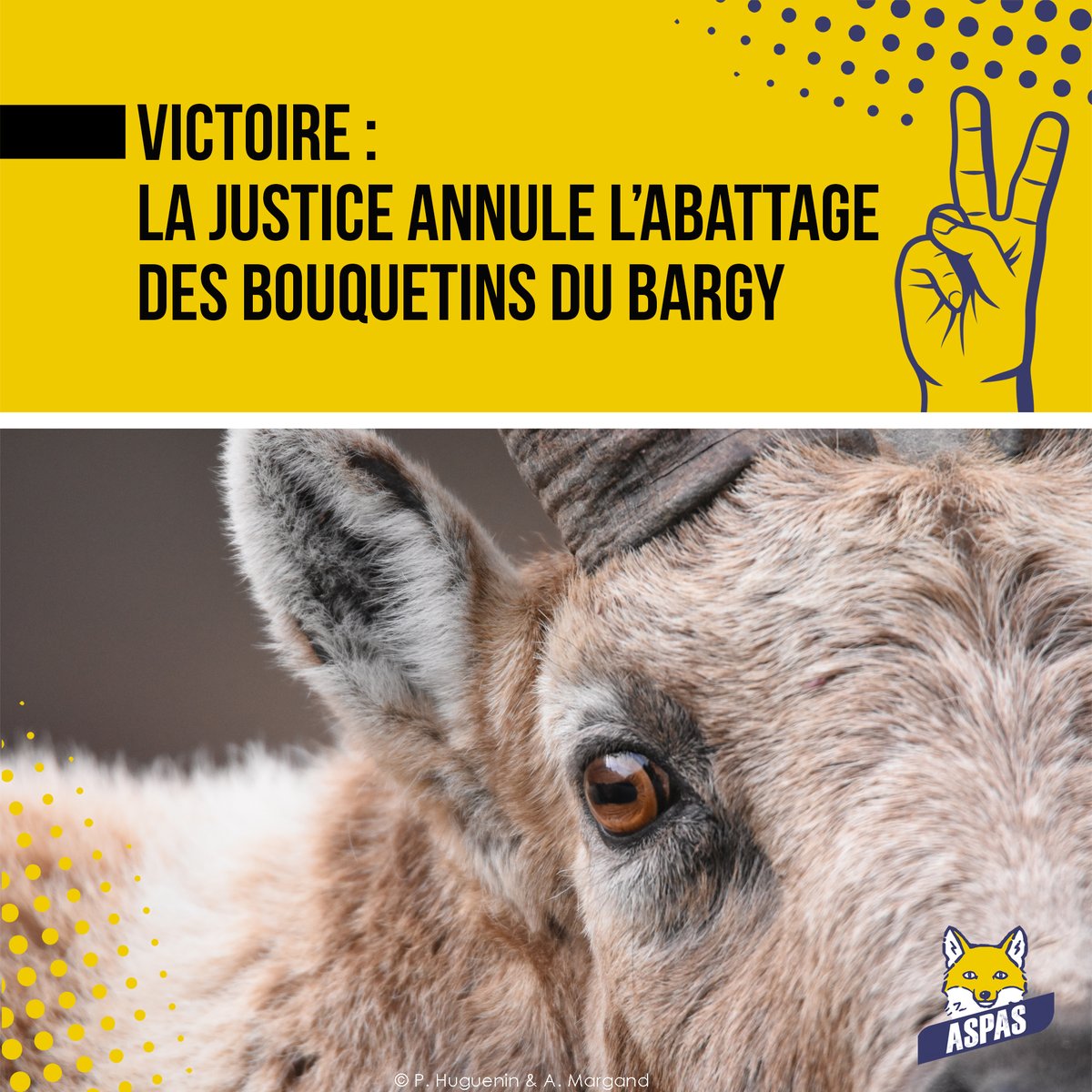 ASPASnature's tweet photo. Autoriser l'abattage indiscriminé de 170 bouquetins et + sans prendre en compte l'avis négatif des scientifiques de @Anses_fr et du CNPN, ça ne passe pour le juge qui sanctionne @Prefet74 &amp; donne raison à nos associations 💪
=> https://t.co/GYu385uQoA #bouquetin #justice https://t.co/qdhK04kolf