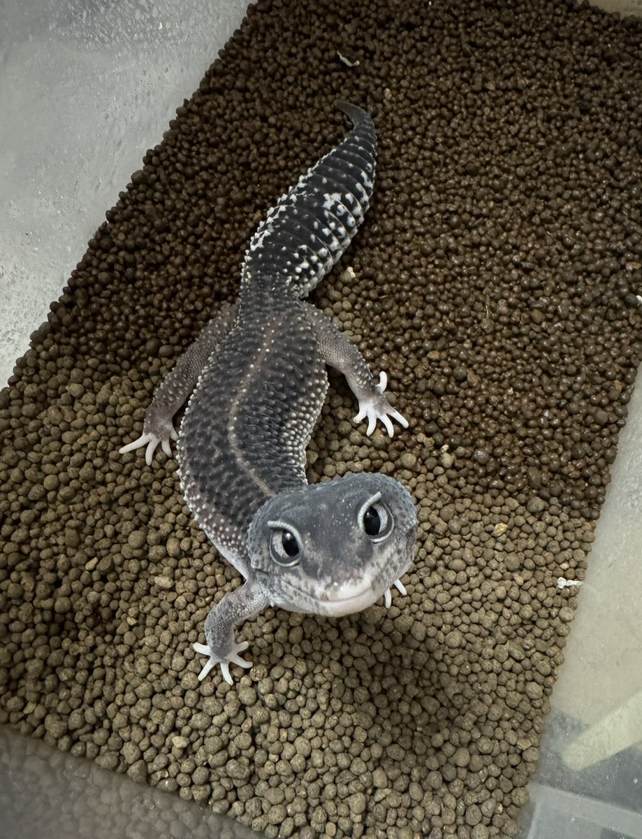 Spring_Garden__'s tweet image. キュンです🫰

#レオパ　#レオパードゲッコー　#爬虫類