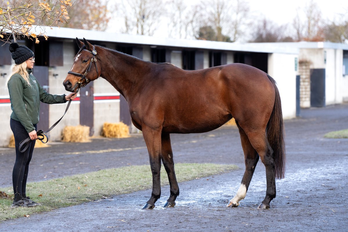 ✅Dual Listed winner ✅Classic & Group placed ✅4YO Camelot mare 𝗖𝗔𝗜𝗥𝗗𝗘 𝗚𝗢 𝗗𝗘𝗢 (Lot 1232) from @NewtownStud ticks a lot of boxes. #GoffsNovember