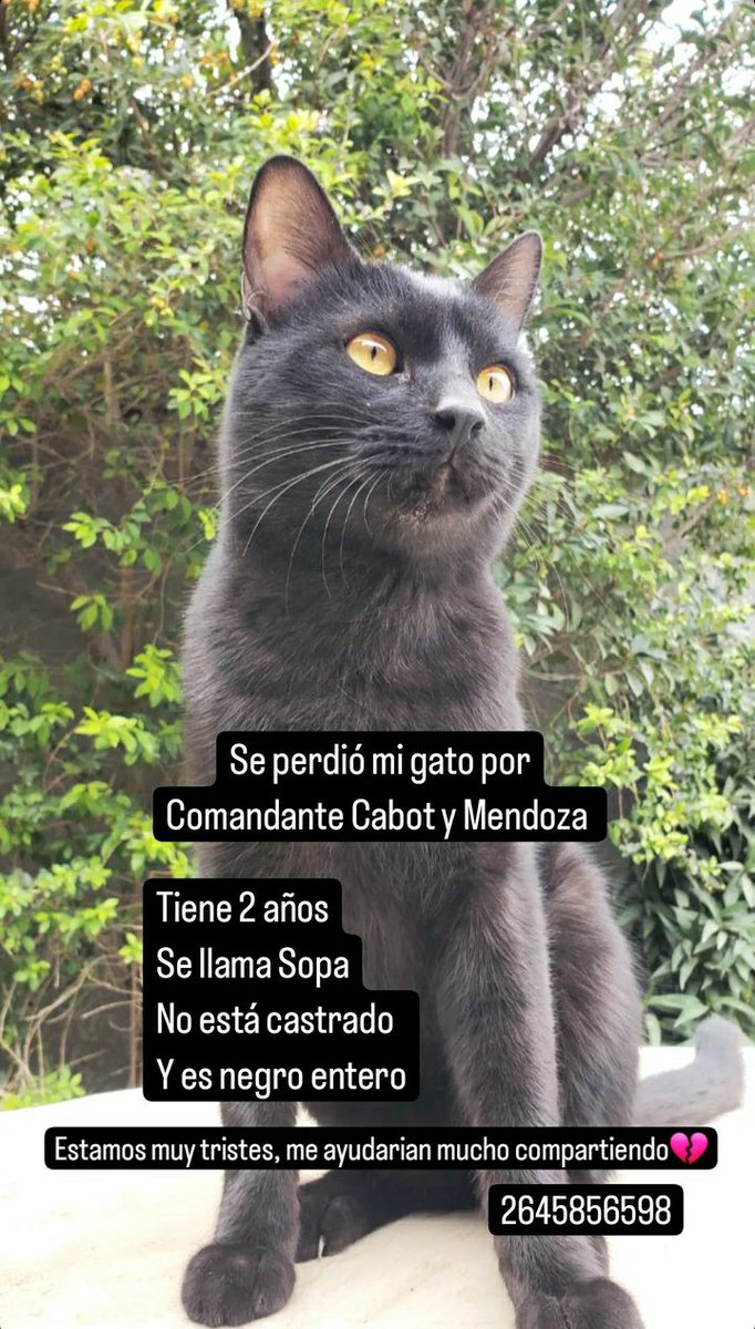 Por favor ayúdenme a compartir, sopa es un alma muy preciosa. Su familia lo necesita y lo extraña mucho, salió el miercoles en la noche y no volvio 🥺