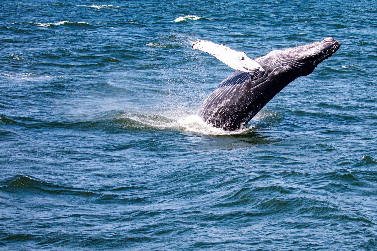 The orignal whale watching tour Belmar marina, phone 732.592.6400 jerseyshorewhalewatch.com. We guarantee you will see a humpback whale or your next trip is free 90% success rate.