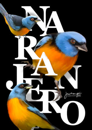 Ilustracion ave nativa Uruguay - Naranjero