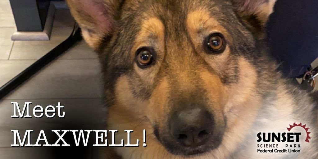 SunsetCU's tweet image. It's Furry Friend Friday, and Maxwell is stealing the spotlight! 🐾 We love our four-legged members too. Share pics of your adorable fur babies below, and let's celebrate the paw-sitive impact they bring to our lives. 🐶🐱❤️

#SimpleToSwitch
#KeepPortlandWeird