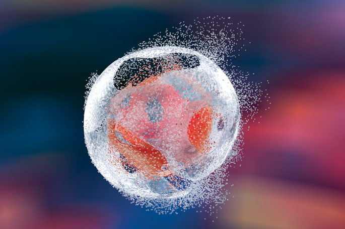 NatureRevEndo's tweet photo. New content online: β-cells protected from T1DM by early senescence programme https://t.co/vTiIREQd5Q https://t.co/x5fwzWTqHP