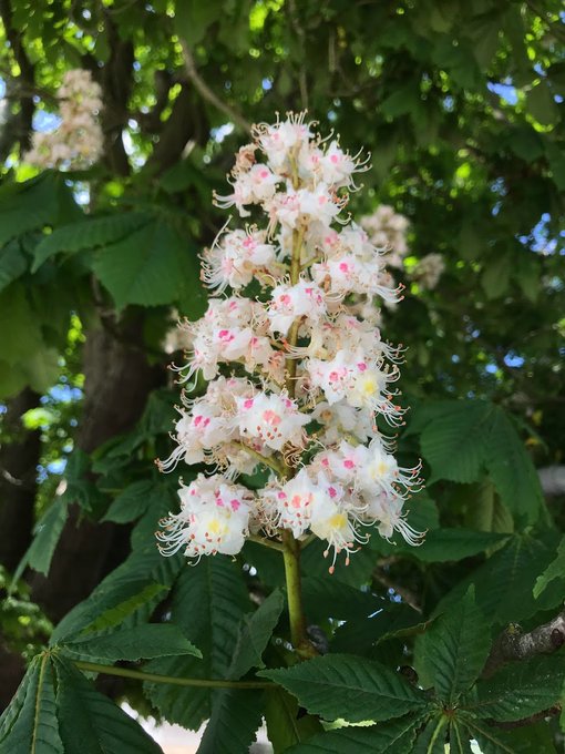 Dave Mateer tweet media